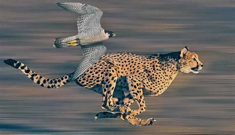 Cheetah (Earth.